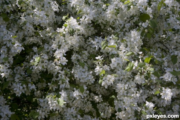 Spring blossoms